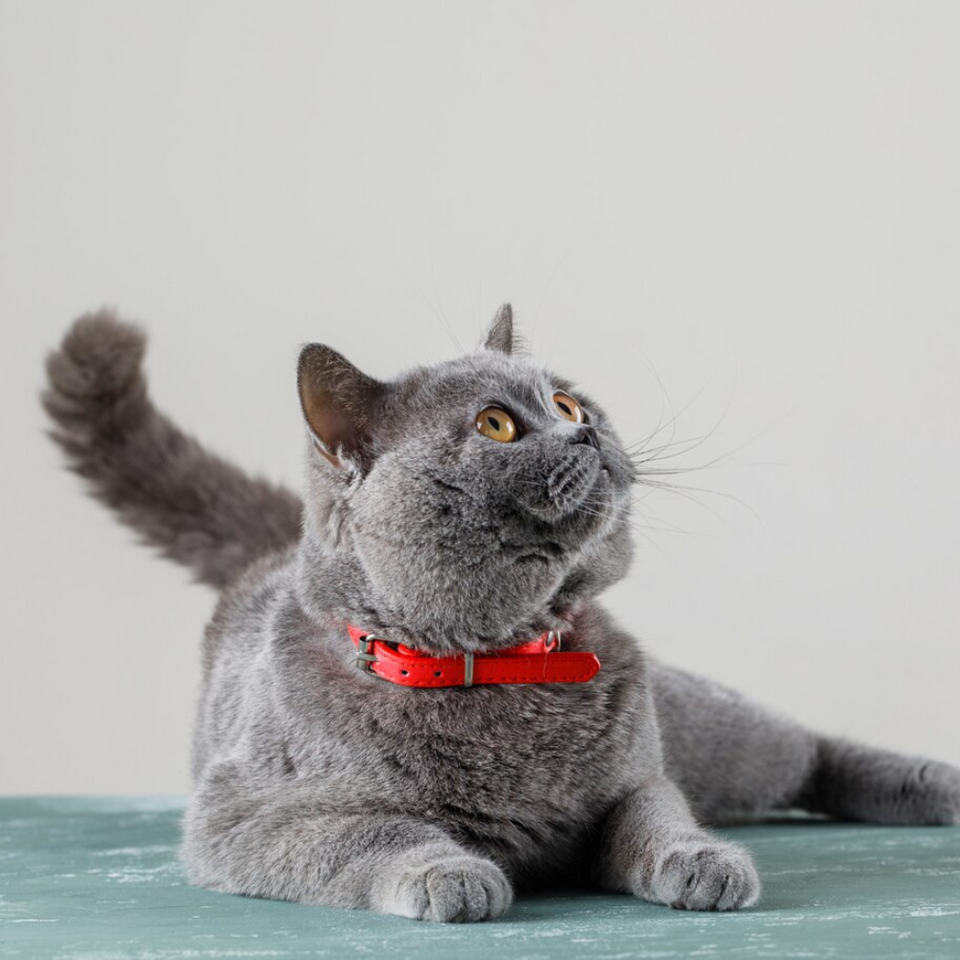 Collars & Leashes