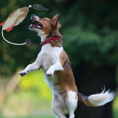 Dog Training Dummy Toy – Fake Duck Mallard Retrieval & Chewing Toy for Hunting Training