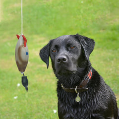 Dog Training Dummy Toy – Fake Duck Mallard Retrieval & Chewing Toy for Hunting Training