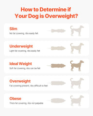 Electric Dog Treadmill for Medium Dogs