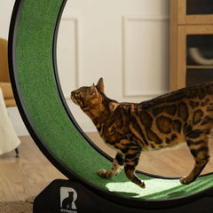 Cat Exercise Wheel – Indoor Running Treadmill with Carpeted Runway