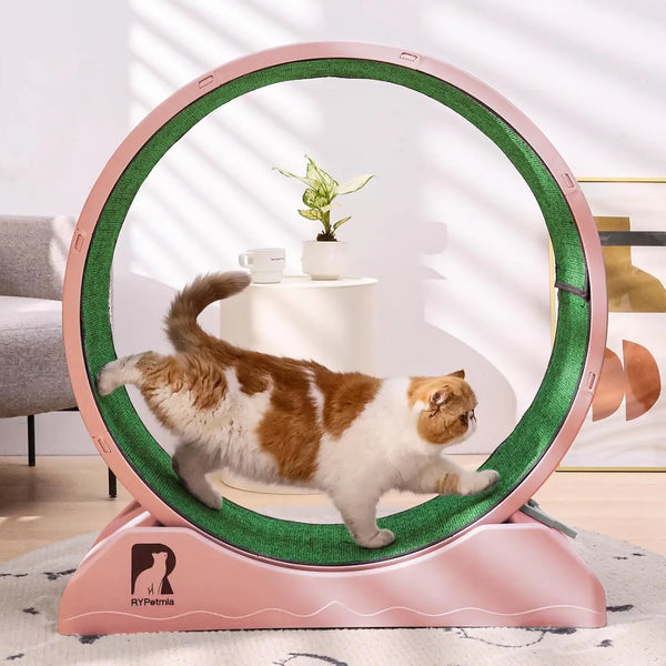 Cat Exercise Wheel – Indoor Running Treadmill with Carpeted Runway
