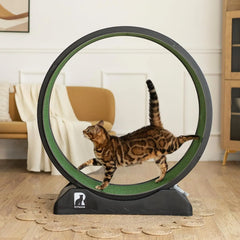 Cat Exercise Wheel – Indoor Running Treadmill with Carpeted Runway